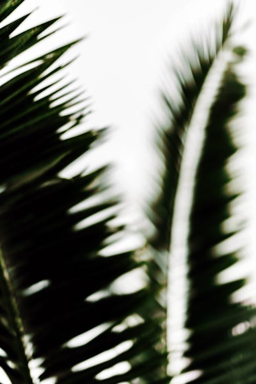 Imagine de stoc gratuită din blur, fotografiere verticală, frunze de palmier