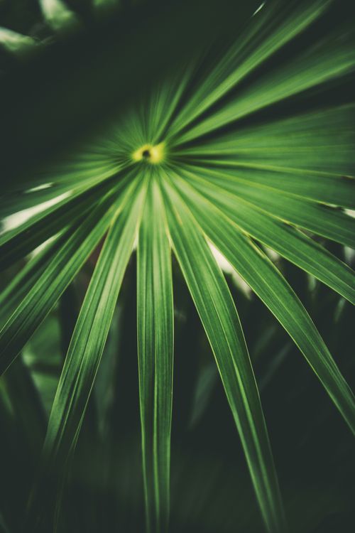 Free A detailed close-up of a green palm leaf showcasing its vibrant pattern, perfect for nature backgrounds. Stock Photo