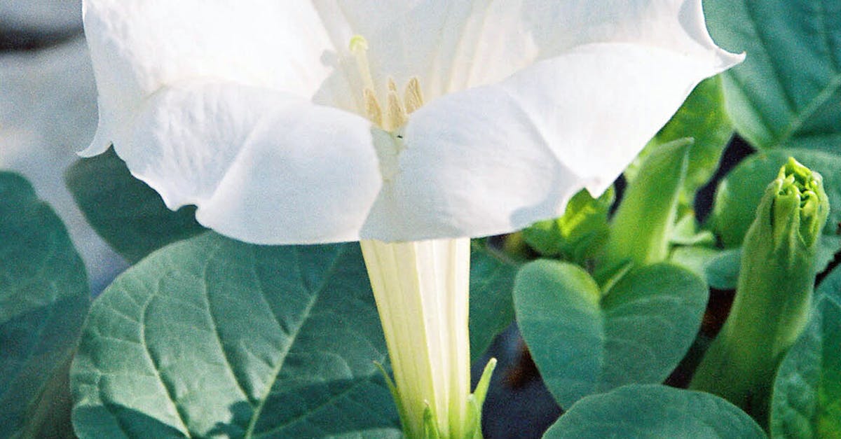 Free stock photo of beautiful flowers, white flowers