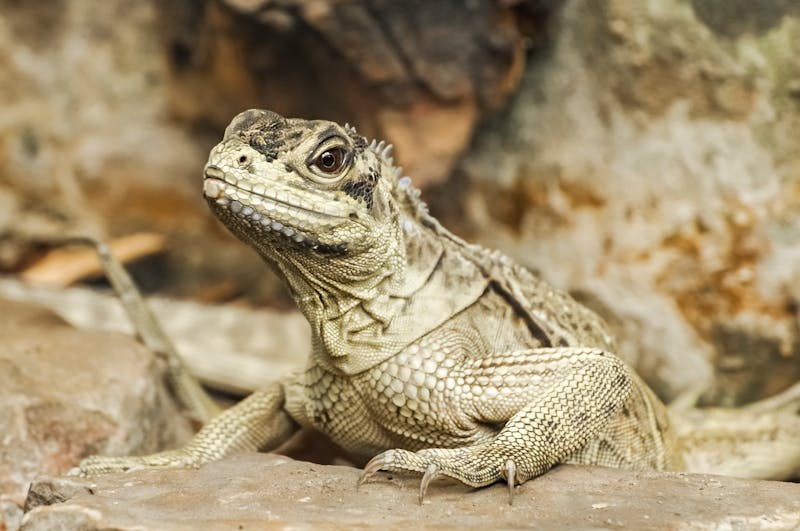 Iguana in a South Florida residential yard, common invasive wildlife requiring removal