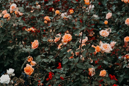 Close-Up Shot of Orange Roses in Bloom