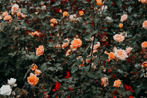 Foto profissional grátis de aumento, de flores, delicado