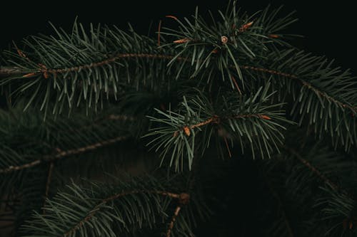 A Close-Up Shot of a Conifer Plant