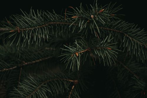 Free Detailed close-up of conifer tree branches showcasing green needles. Stock Photo
