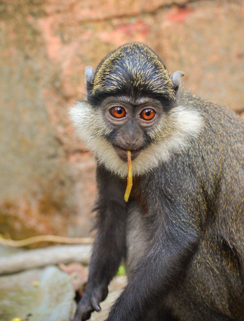 Free A detailed shot of a Mona Monkey (Cercopithecus mona) eating in its natural habitat of Benin. Stock Photo