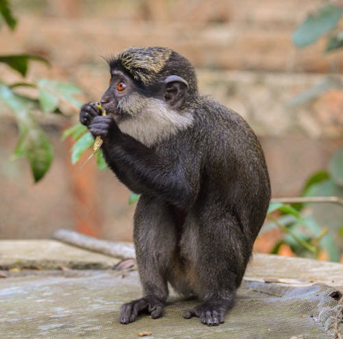 Close-Up Shot of a Black Macaque Eating