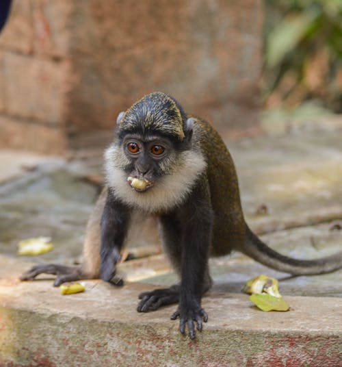 ฟรี คลังภาพถ่ายฟรี ของ macaca, การกิน, การถ่ายภาพสัตว์ คลังภาพถ่าย
