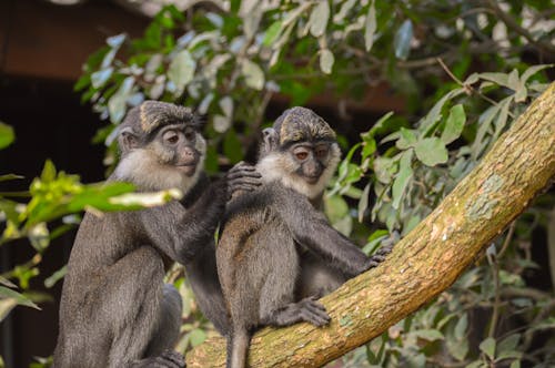 Macaques Sitting on a Tree Branch