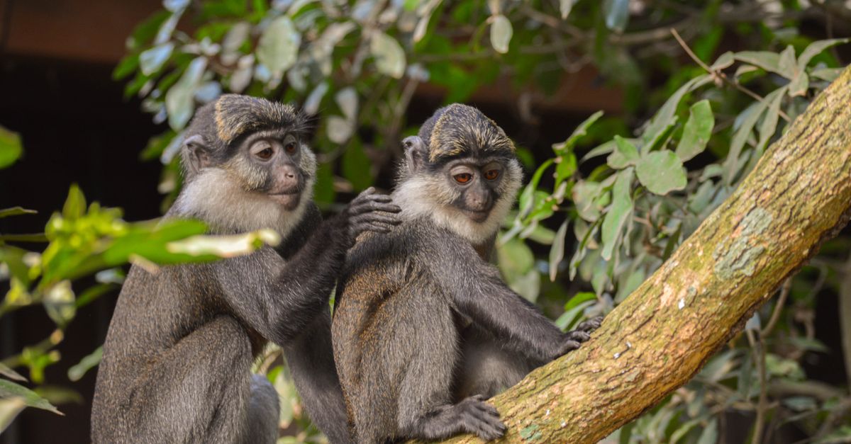A visitor interacting with a Mona monkey at Tafi Atome Monkey Sanctuary