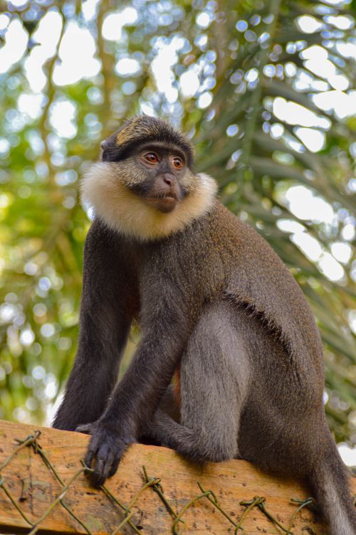 Free A stunning Mona monkey resting on a branch in the wild of Bénin. Stock Photo