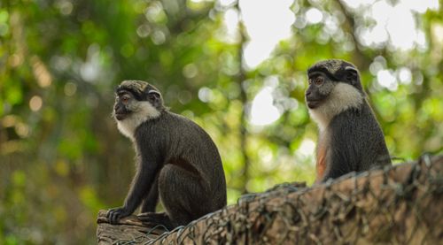 Free Close-up wildlife shot of two Mona monkeys in Benin's lush forest, highlighting their curious nature. Stock Photo