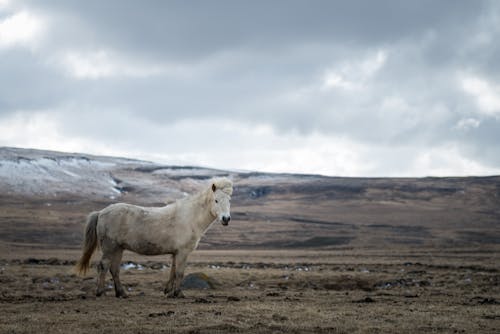 A White Horse on the Field