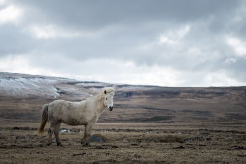 Free A white horse stands gracefully in a wide open field under a cloudy sky, exuding serene beauty. Stock Photo
