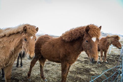 Free A herd of Icelandic horses in a snowy, outdoor pasture showcasing their fluffy winter coats. Stock Photo