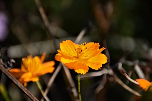 노란색 Tithonia 꽃의 선택적 초점 사진