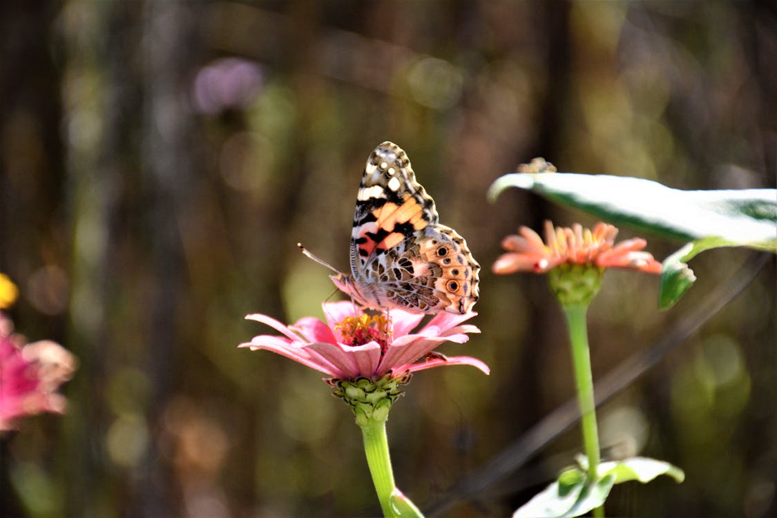 蝴蝶在粉紅色的花上面的特寫攝影
