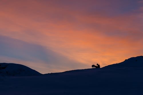 ゴールデンアワー, シルエット, 丘の無料の写真素材