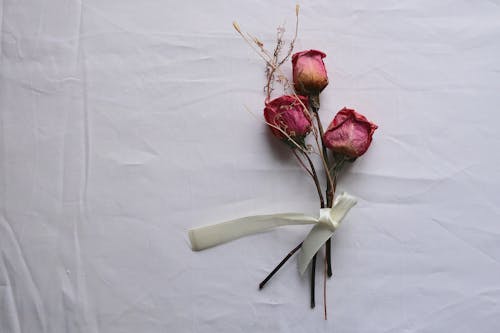 Bunch of Dried Roses with White Ribbon 