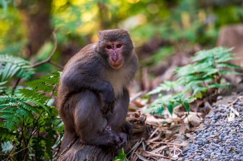 Free A Taiwanese macaque sitting on a log amidst lush greenery in Taipei's natural setting. Stock Photo