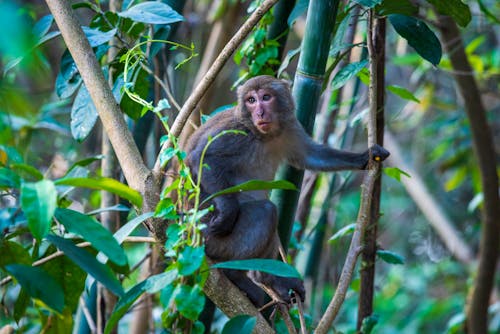 A Monkey on a Tree