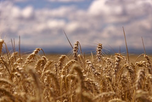 Close-Up Shot of a Barley