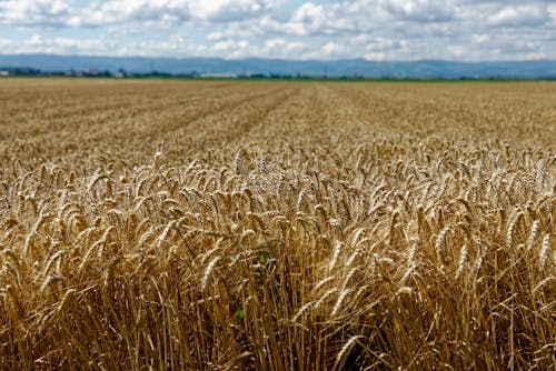 Fotos de stock gratuitas de campo agrícola, campo de trigo, cielo azul