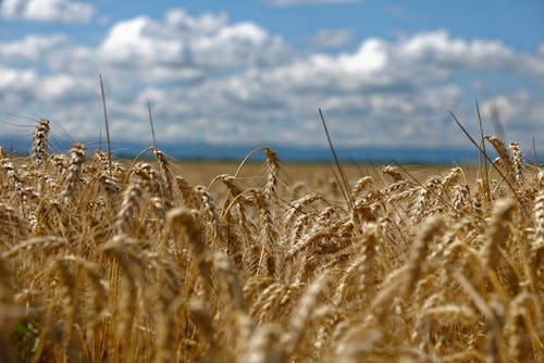 Close Up Shot of a Wheat Field