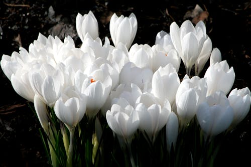 Безкоштовне стокове фото на тему «білі квіти, закри постріл, надворі» стокове фото