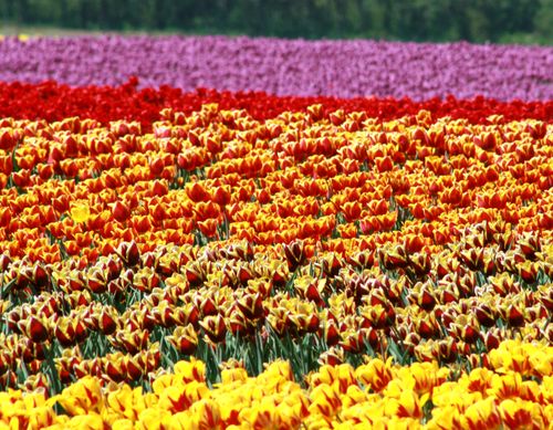 Free Stunning rows of colorful tulips create a vibrant, scenic outdoor view. Stock Photo