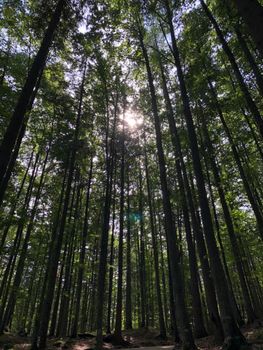 Sun shining through tall trees in the serene Leutasch forest, Austria.