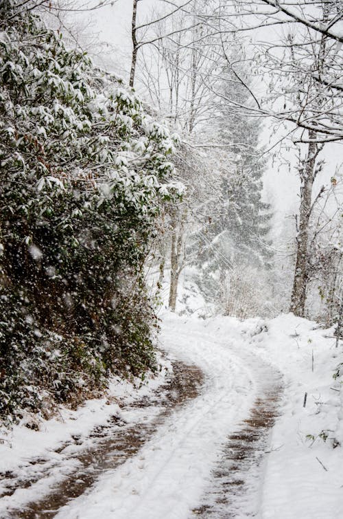 Gratuit Photos gratuites de arbres, couvert de neige, froid Photos