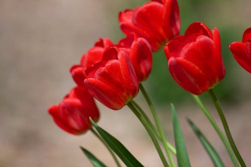 Foto d'estoc gratuïta de a l'aire lliure, flor, flora