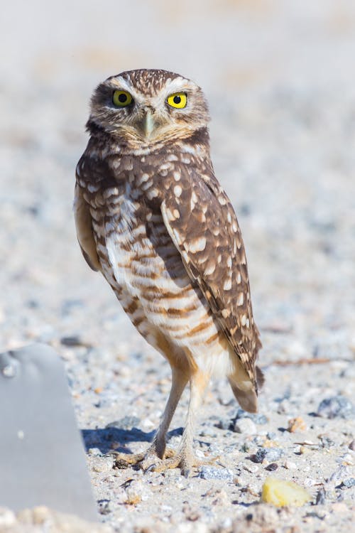 Close Up Shot of an Owl