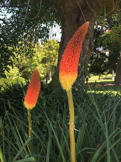 Základová fotografie zdarma na téma botanická zahrada v sydney