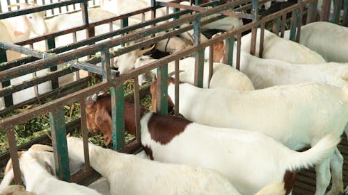 Free Fotos de stock gratuitas de animal, cabras, comiendo Stock Photo