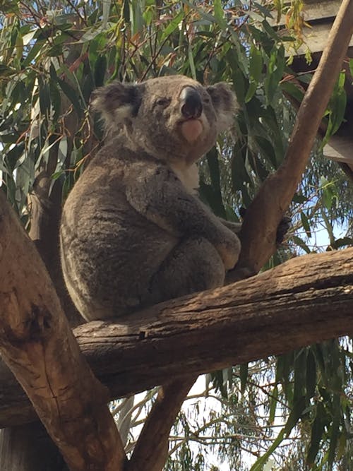 Základová fotografie zdarma na téma koala, maru park austrálie