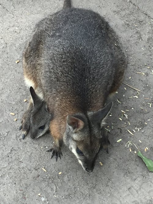 Základová fotografie zdarma na téma maru park austrálie, wallabies v parku maru