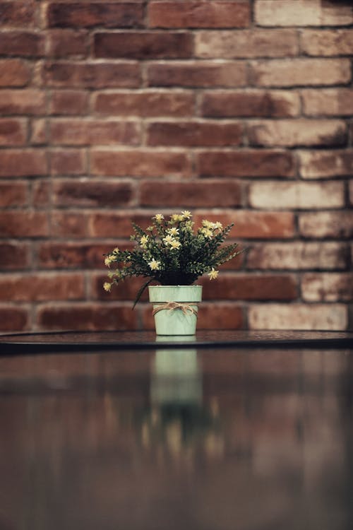 花瓶裡的白翠菊花