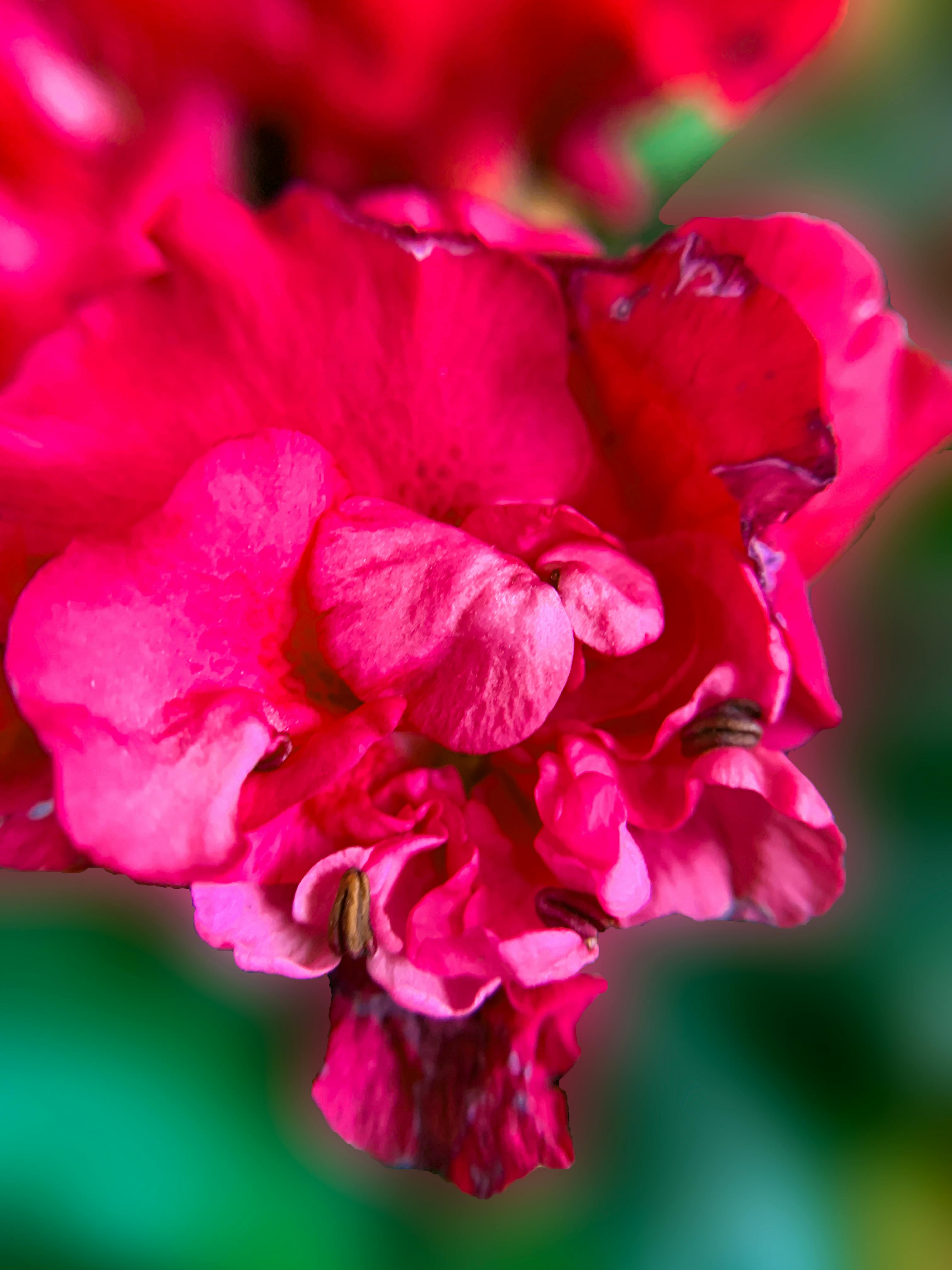 A Bunch of Colorful Angel&rsquo;s Breath Flowers · Free Stock Photo