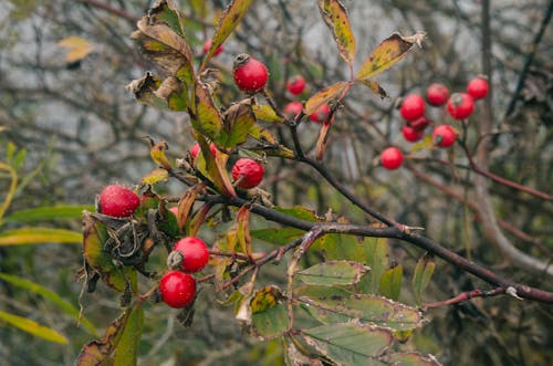 Free stock photo of berries, bush, nature