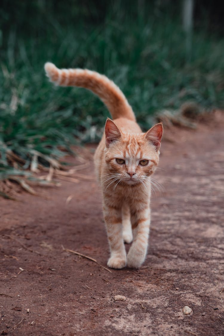 Orange Tabby Cat Walking On Dirt Ground