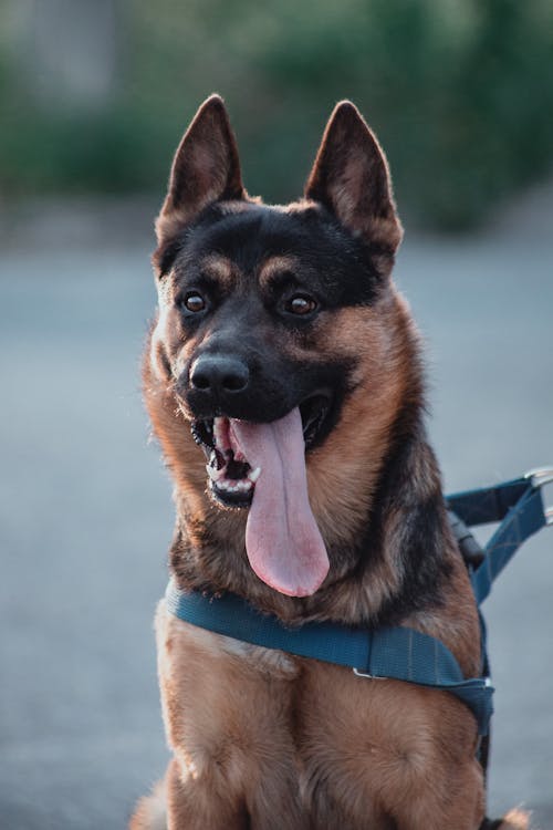A German Shepherd Sticking Its Tongue Out 