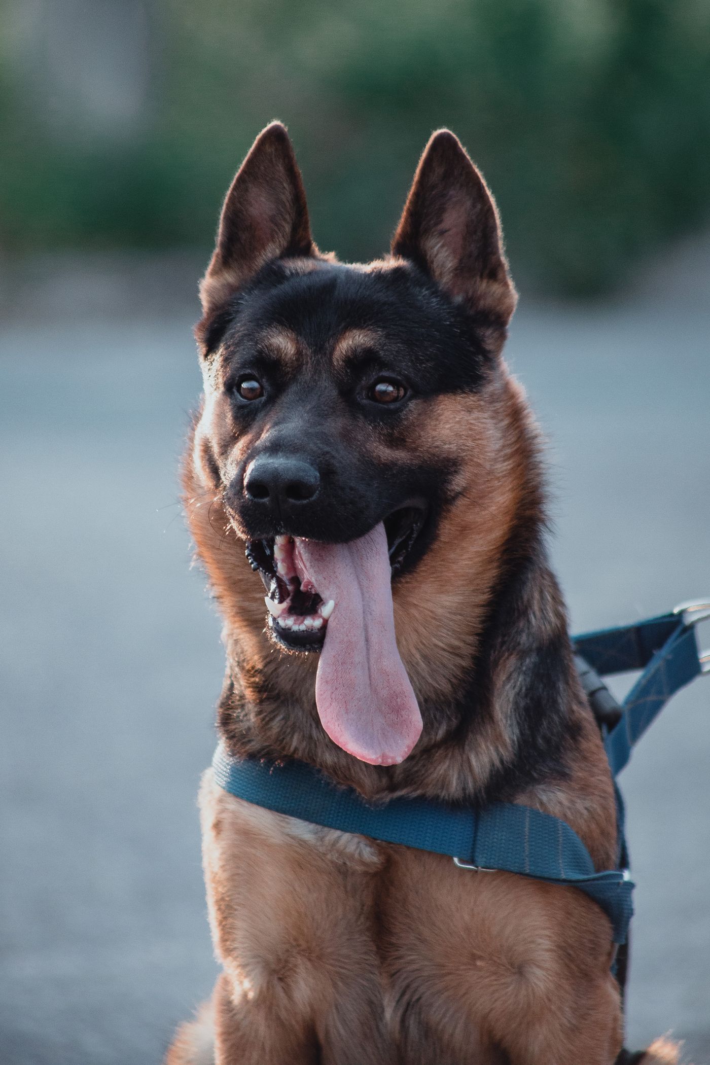 German Shepherd wearing a blue harness outdoors