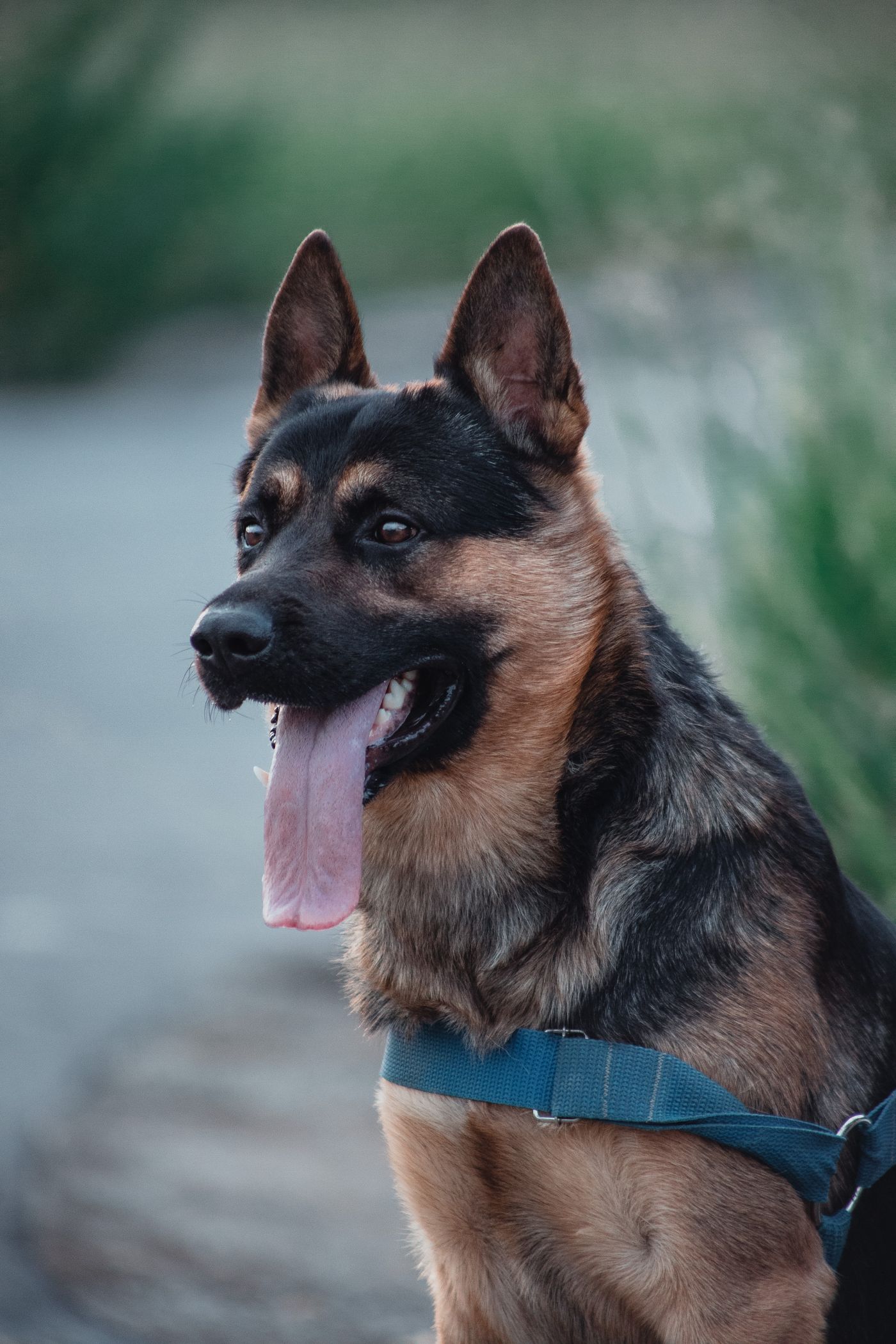 German Shepherd wearing a harness outdoors