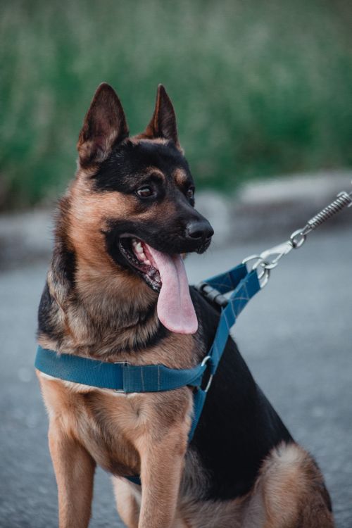 Free German Shepherd sitting with tongue out, wearing a leash outdoors. Stock Photo