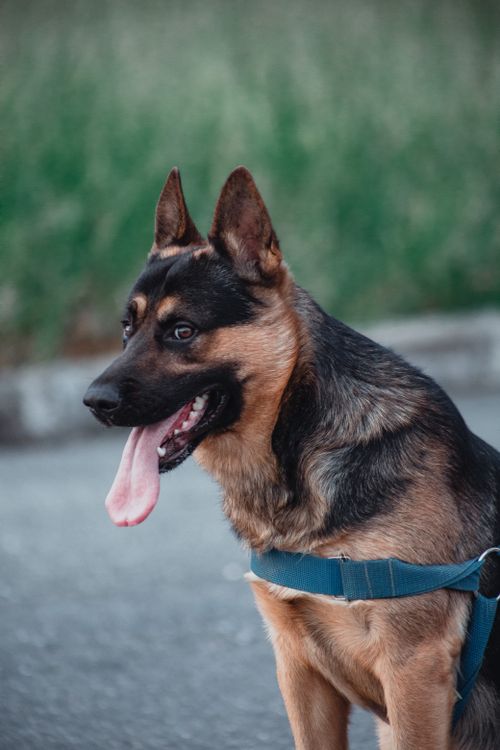 Free Close-up of a German Shepherd dog with its tongue out, outdoors in a natural setting, wearing a blue harness. Stock Photo