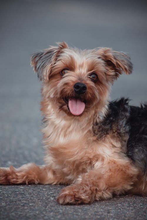 Δωρεάν στοκ φωτογραφιών με Yorkshire Terrier, Γιορκσάιρ Τεριέ, γλυκούλι