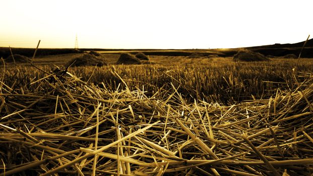 Brown Grass