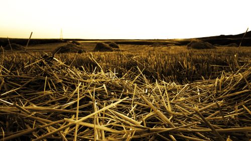 Free Serene scene of a wheat field at sunset with harvested straw in foreground. Stock Photo