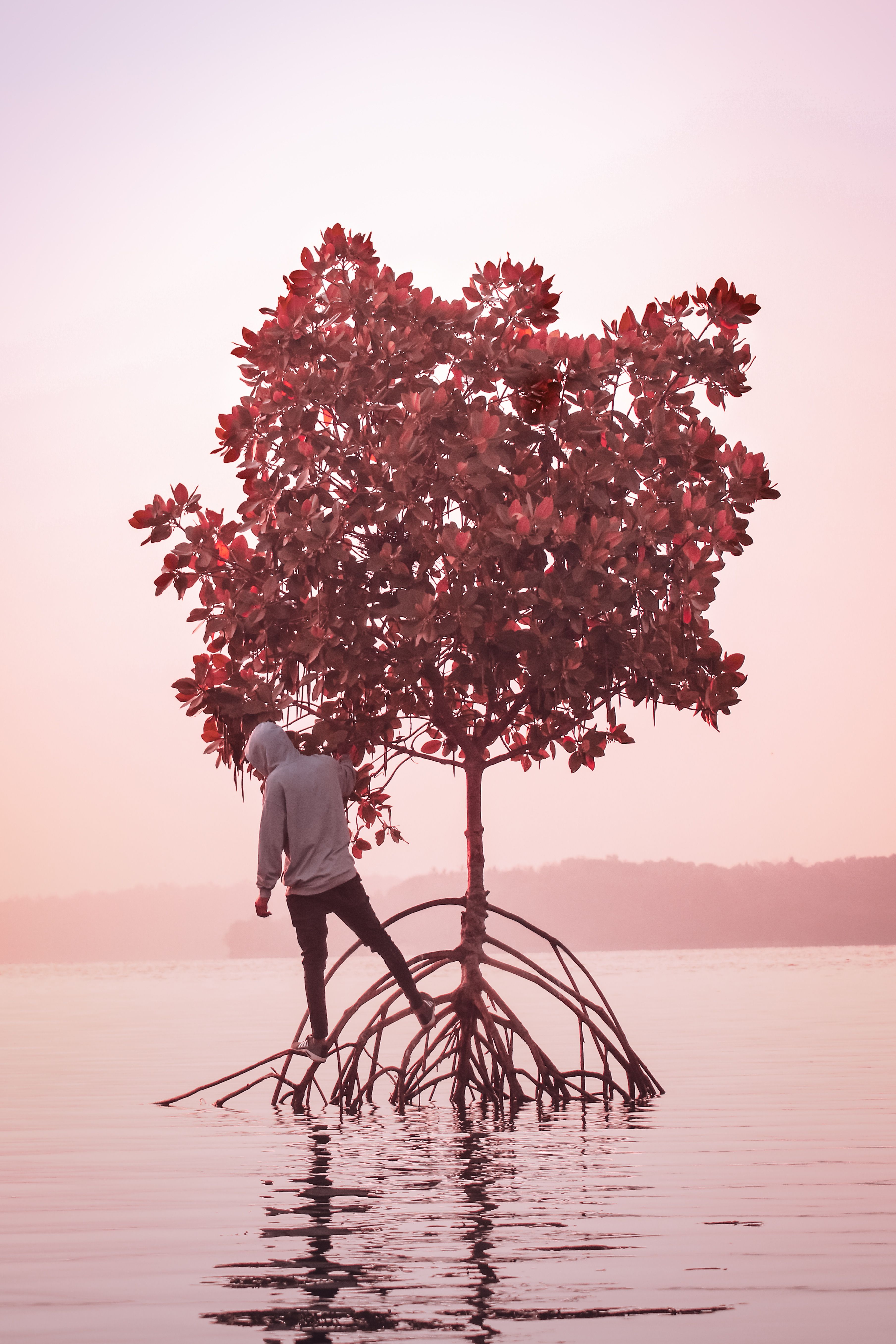 A Man Standing near the Tree · Free Stock Photo
